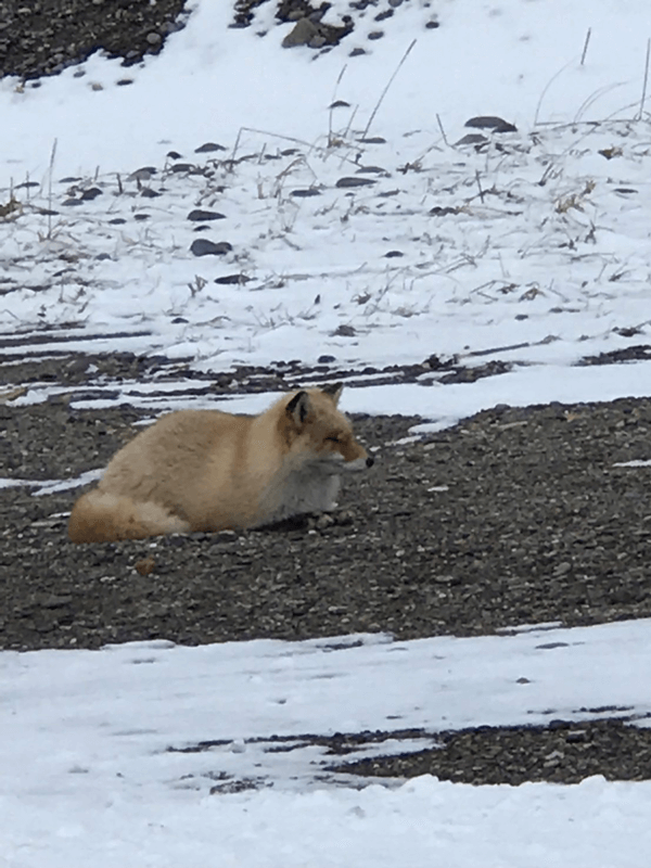 きたきつね